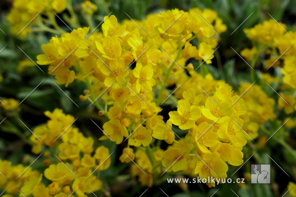 Alyssum saxatile ´Compact Goldkugel´