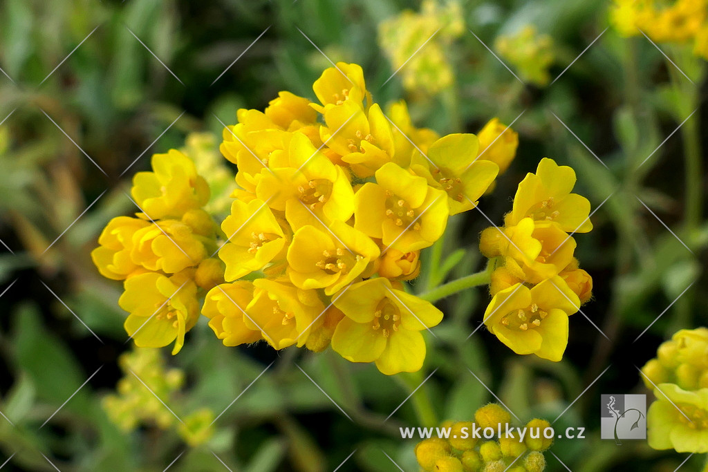 Alyssum saxatile ´Sulphureum´