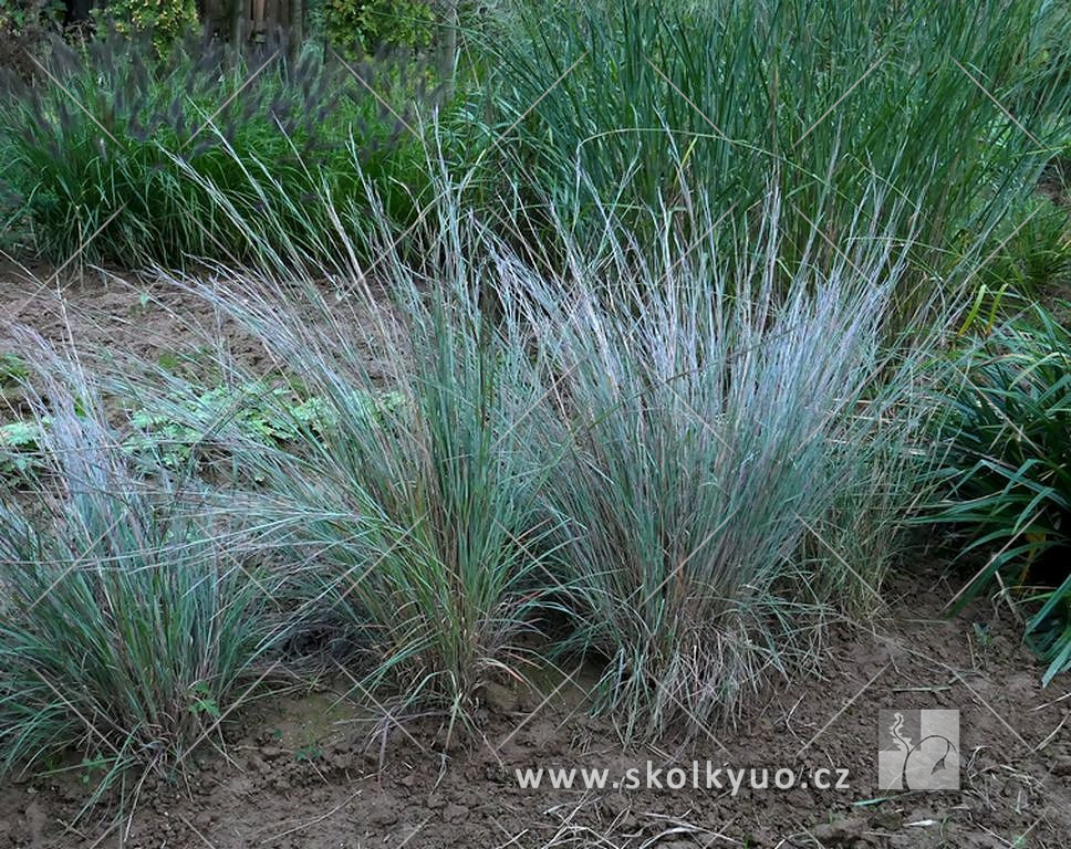 Andropogon scoparius