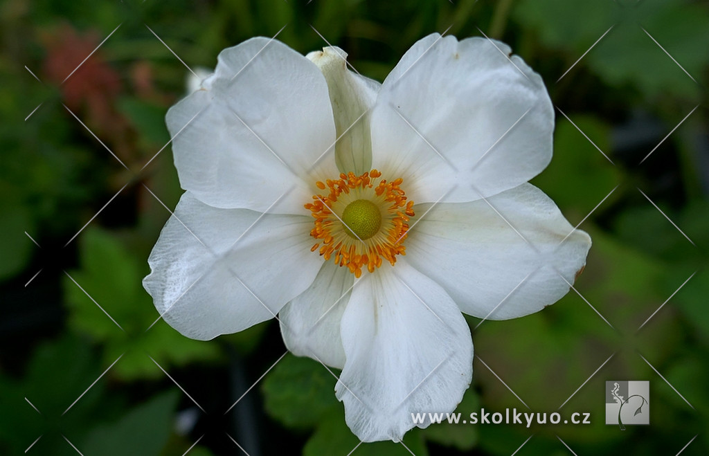 Anemone hupehensis ´Andrea Atkinson´