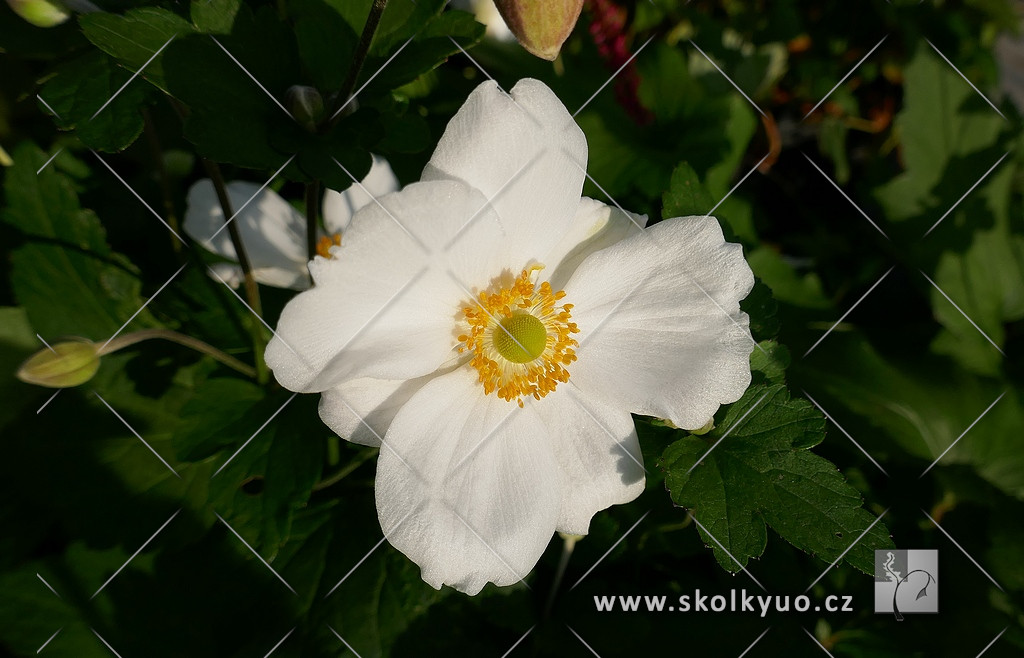 Anemone hupehensis ´Honorine Jobert´