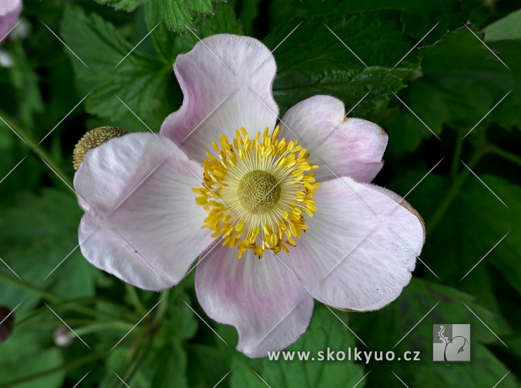 Anemone hupehensis ´Rose Shades´