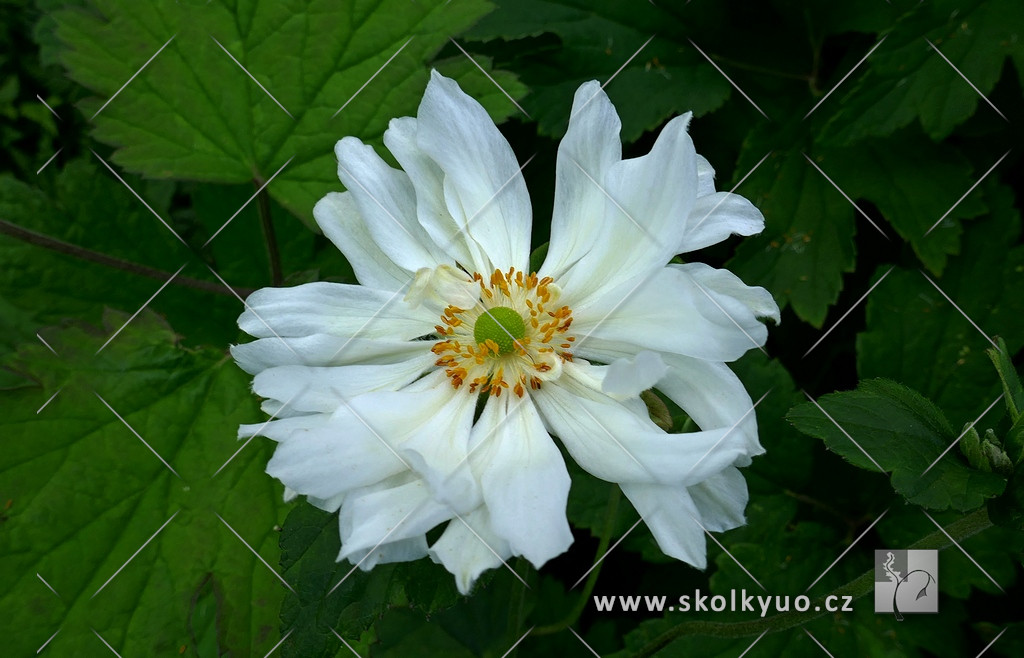 Anemone hupehensis ´Whirlwind´