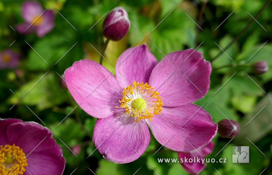 Anemone hybrida ´Pretty Lady Julia´