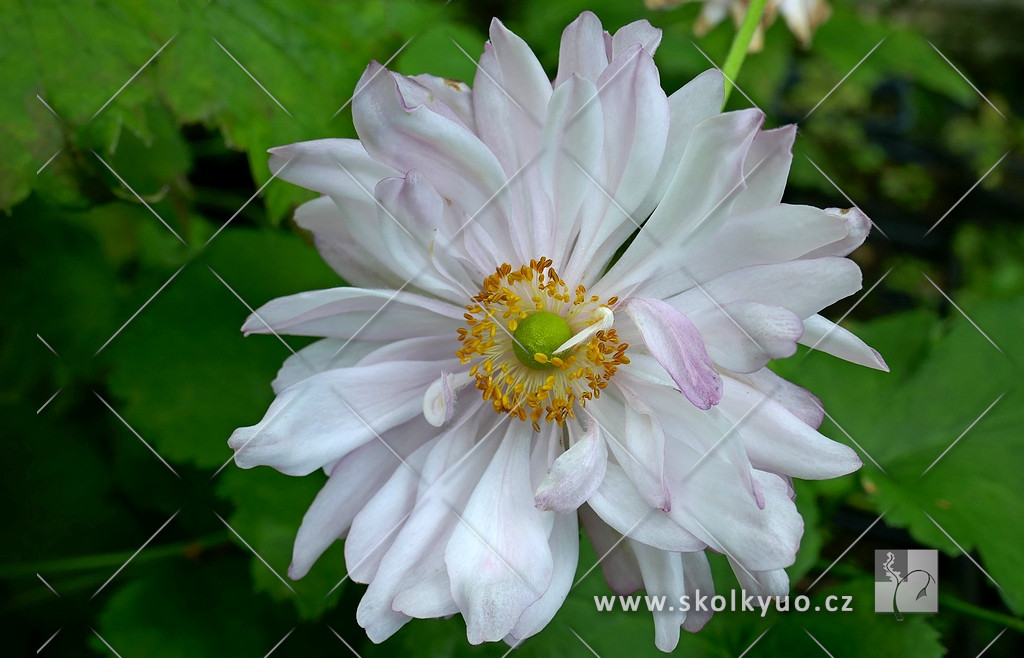 Anemone japonica ´Mont Rose´