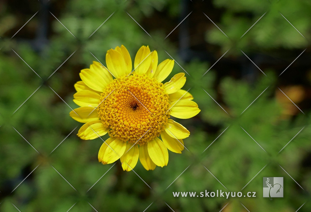 Anthemis tinctoria ´Kelwayi´