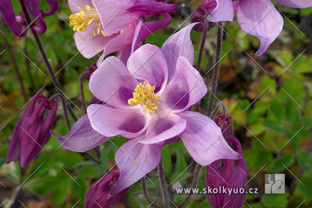 Aquilegia caeruela ´Biedermeier´