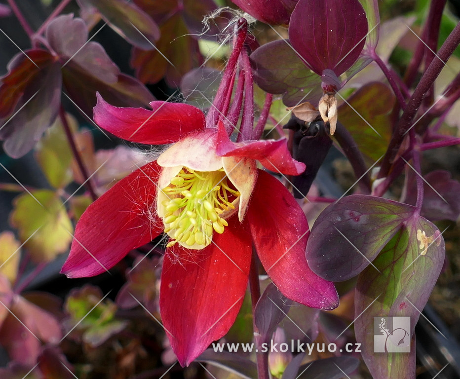 Aquilegia caerulea ´Kirigami Red / White´