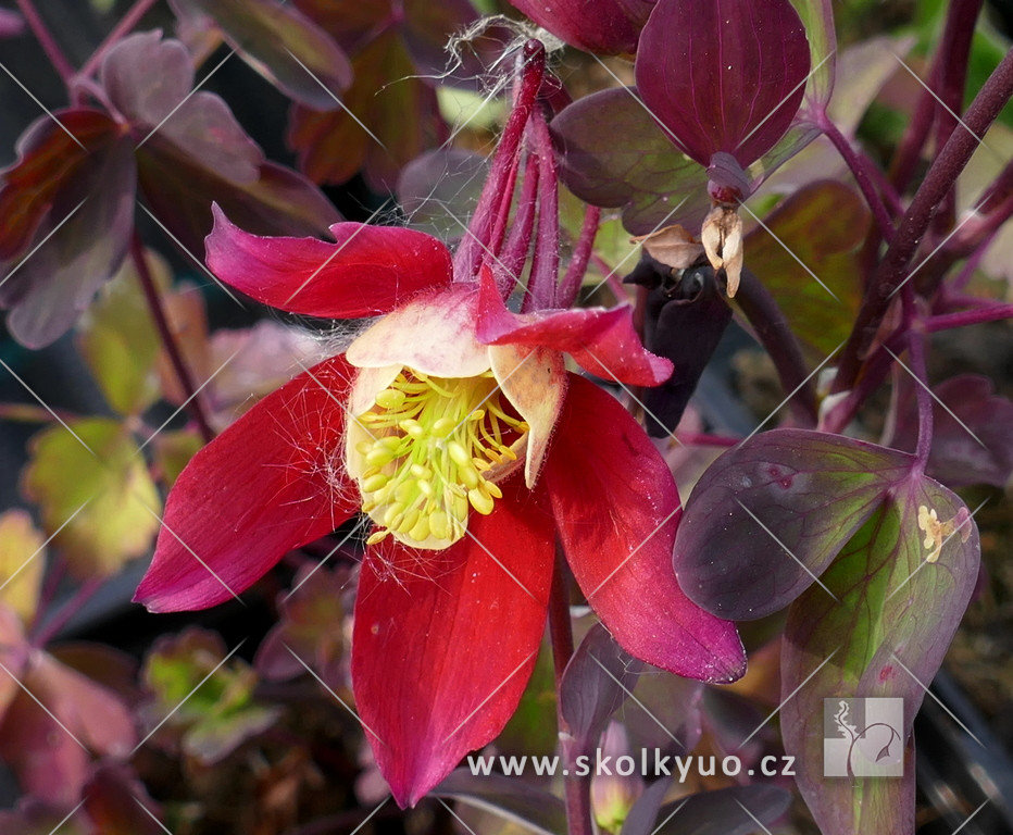 Aquilegia caerulea ´Kirigami Red / White´