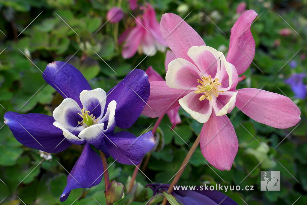 Aquilegia flabellata ‘Cameo Mix’