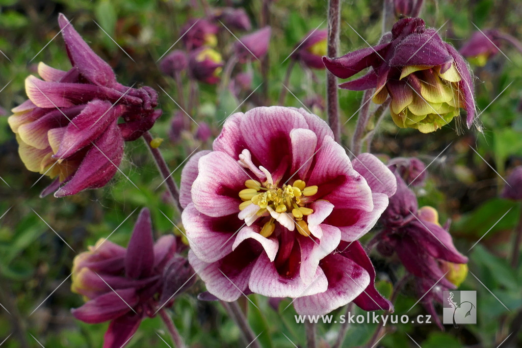 Aquilegia vulgaris ´Winky Double Red White´