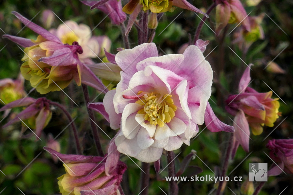 Aquilegia vulgaris ´Winky Double Rose White´