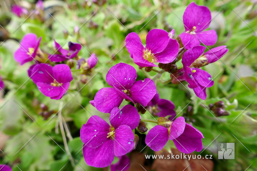 Arabis caucasica ´Little Treasure Deep Rose´