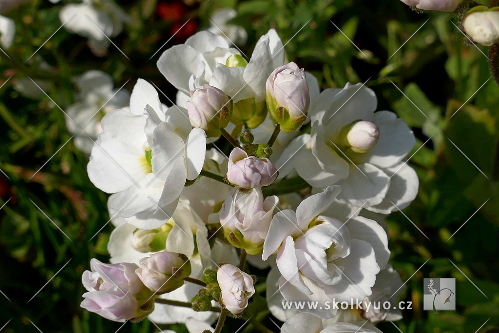 Arabis caucasica ´Plena´