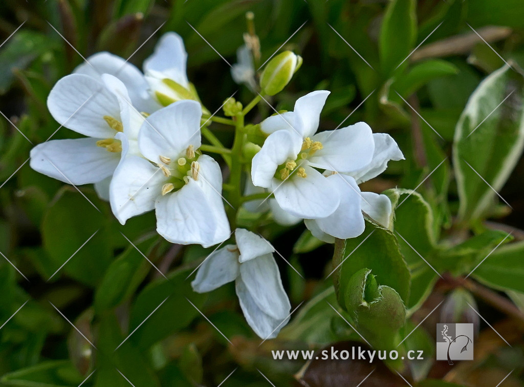 Arabis ferdinandi-couburgii ´Old Gold´