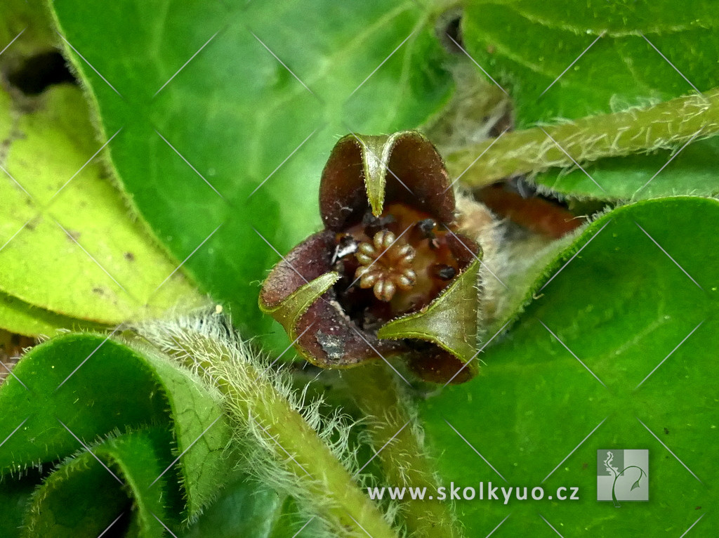 Asarum europaeum