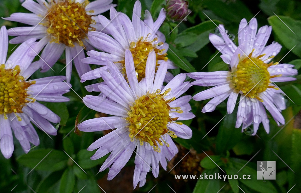 Aster ageratoides ´Asmo´