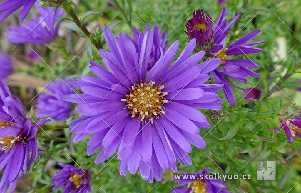 Aster dumosus ´Island Barbados´