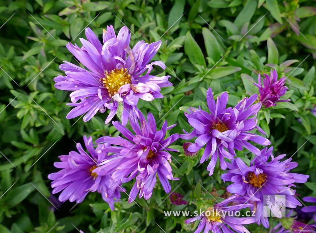 Aster dumosus ´Island Samoa´