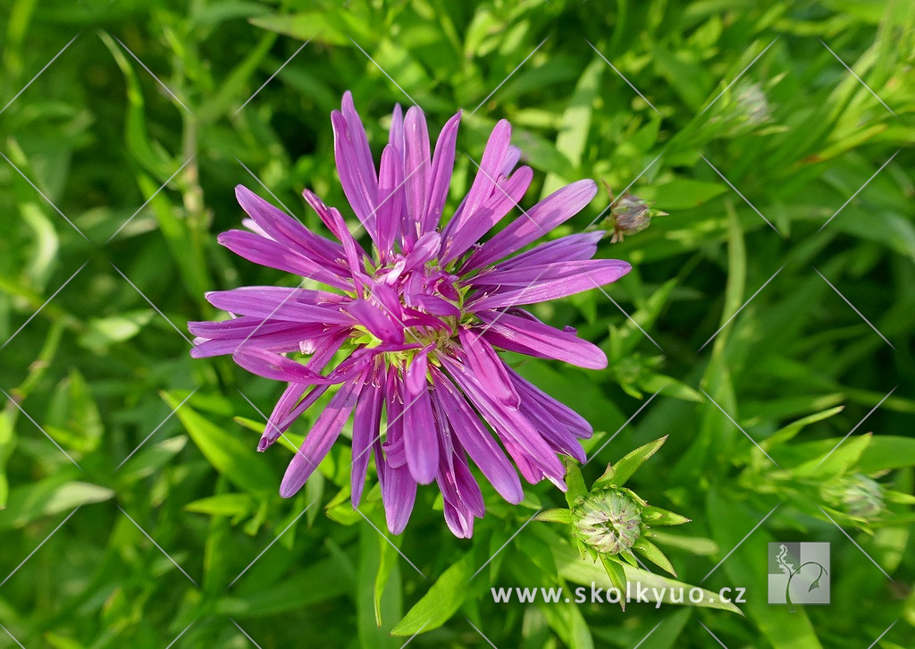 Aster dumosus ´Island Tonga´