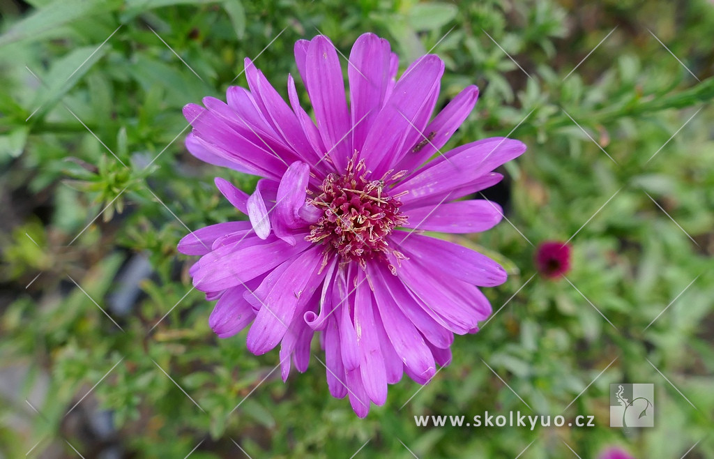 Aster dumosus ´Jenny´