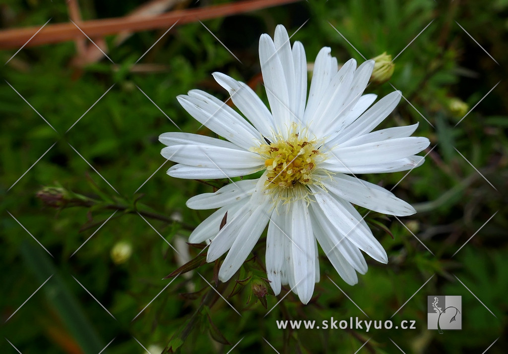 Aster dumosus ´Niobe´