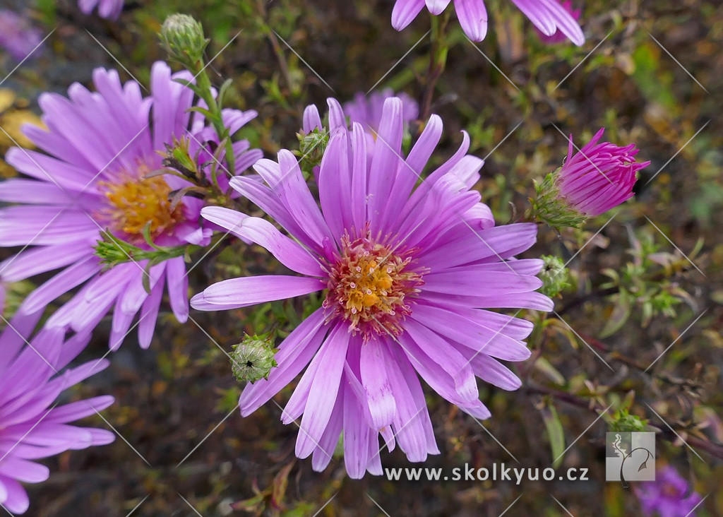 Aster dumosus ´Peter Harrison´