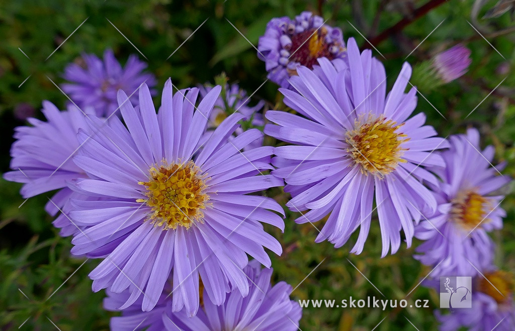 Aster dumosus ´Prof. A. Kippenberg´