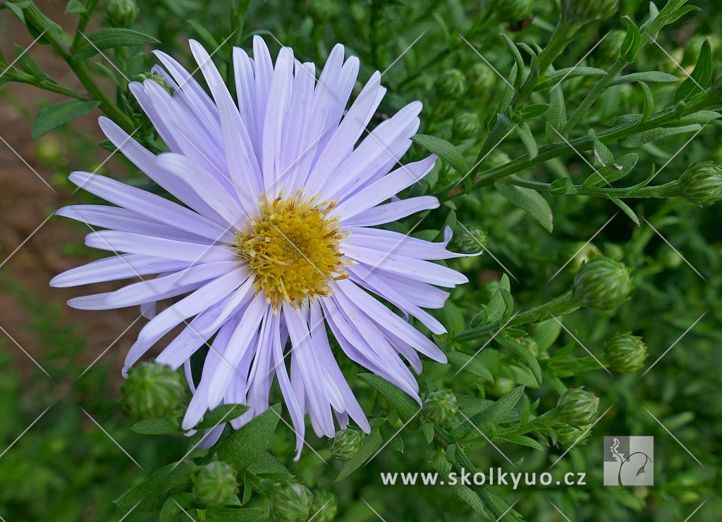 Aster dumosus ´Silberteppich´