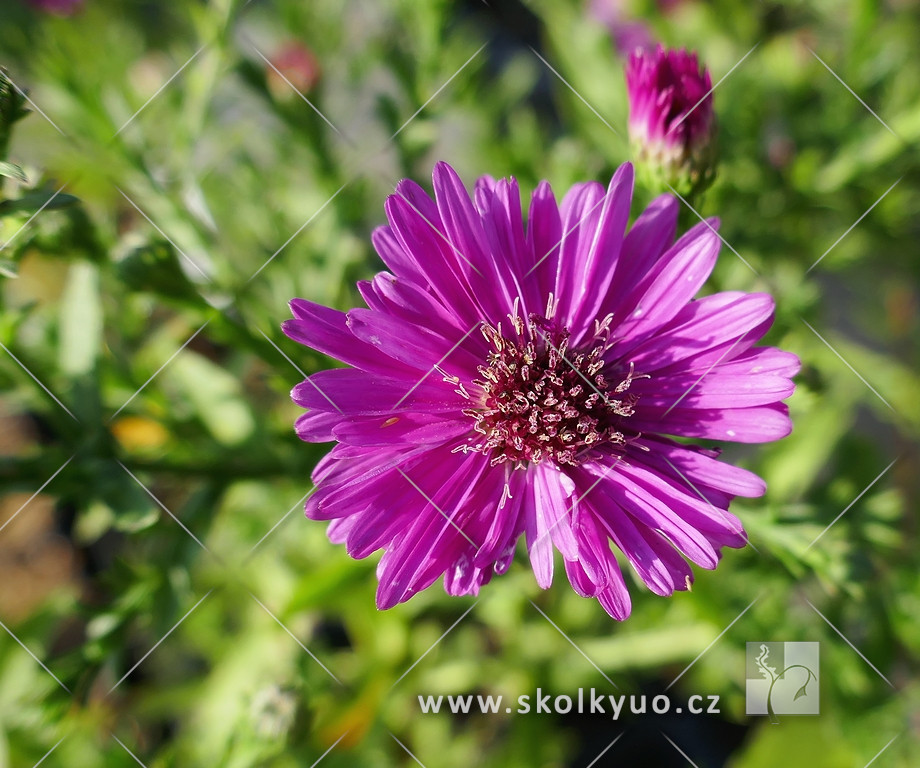 Aster ericoides ´Pink Cloud´