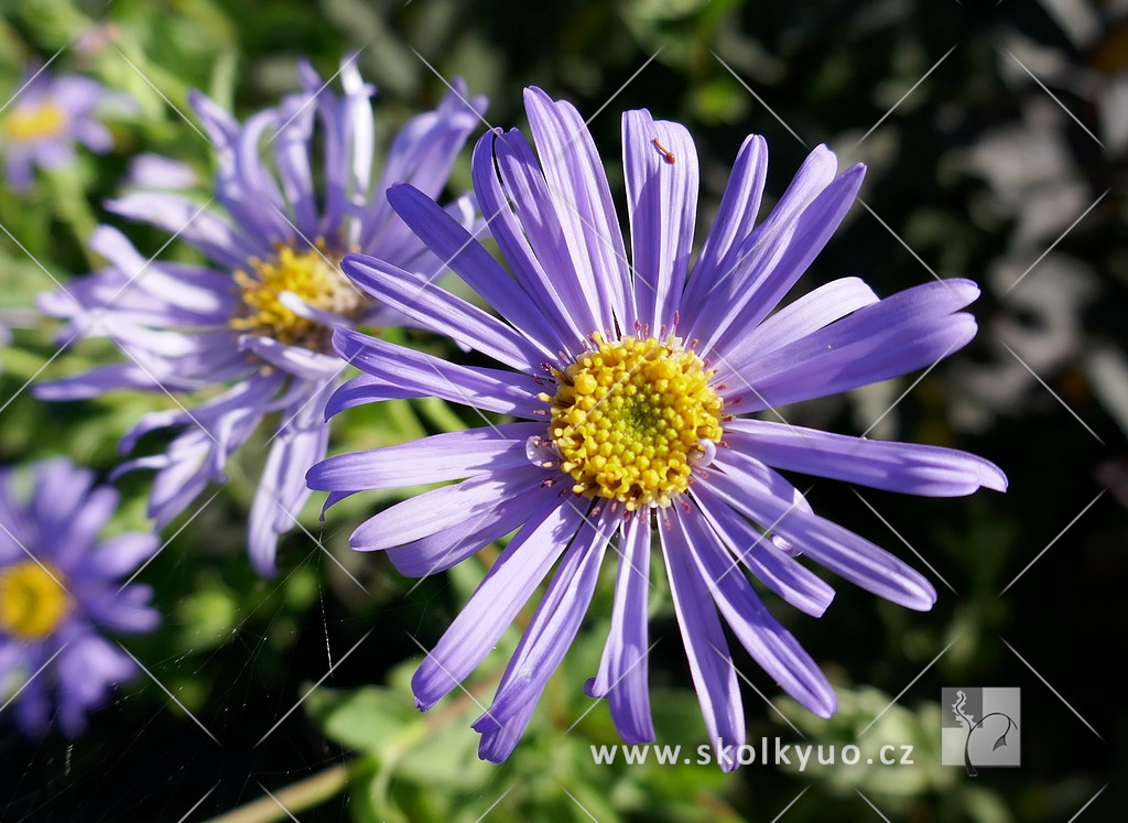 Aster frikartii ´Mönch´