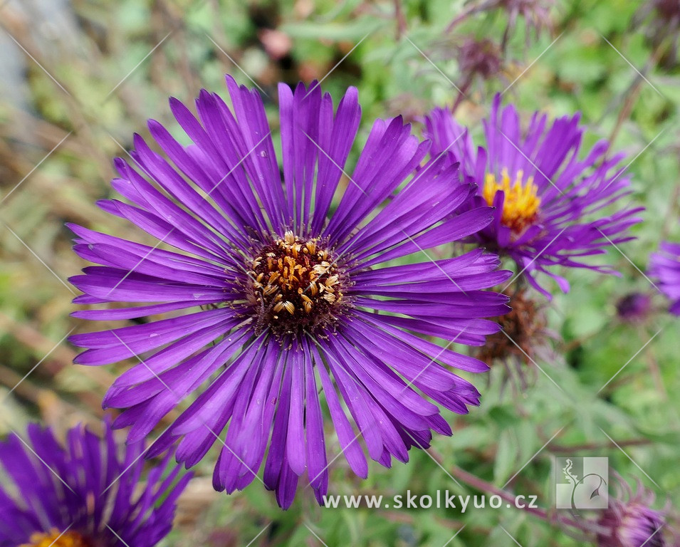 Aster novae-angliae ´Violetta´