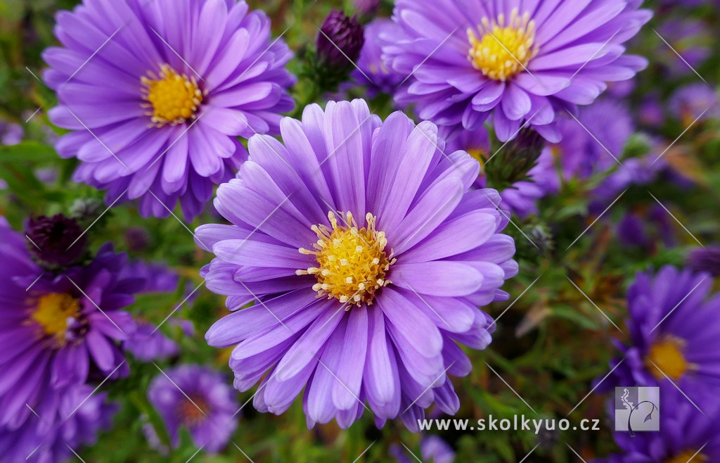 Aster novi-belgii ´Fellowship´