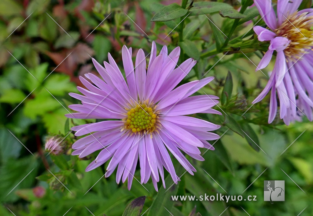 Aster novi-belgii ´Patricia Ballard´