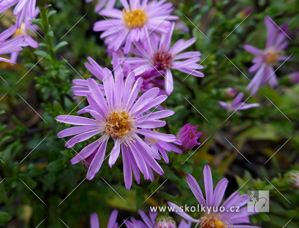 Aster dumosus ´Rozika´