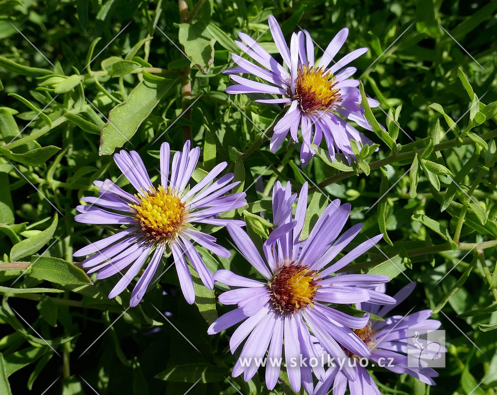 Aster oblongifolius ´October Skies´