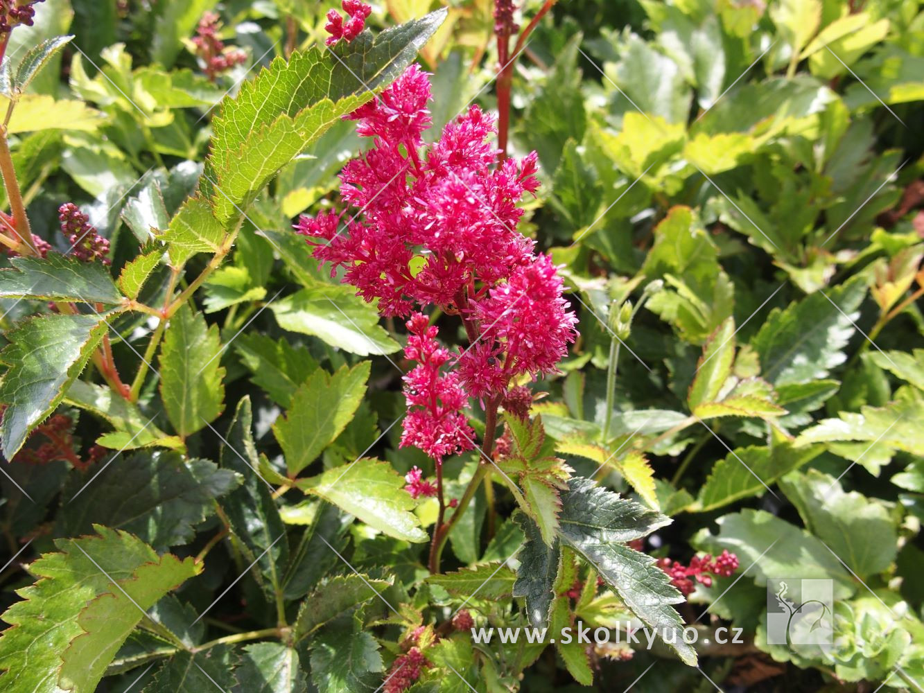 Astilbe (A) ´Astary Rose Red Shades´