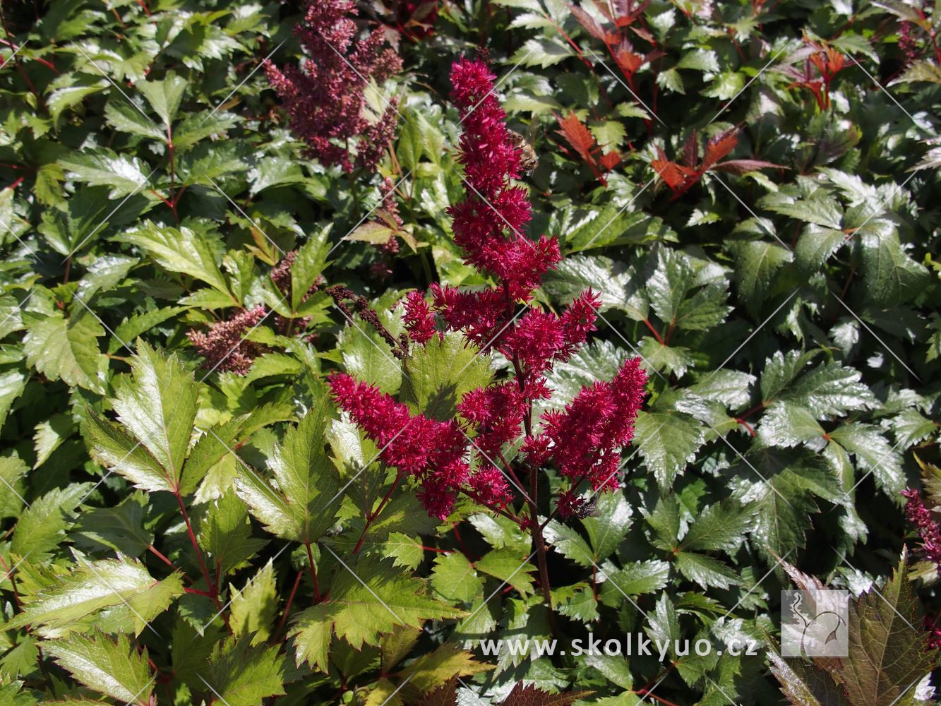 Astilbe (A) ´Etna´