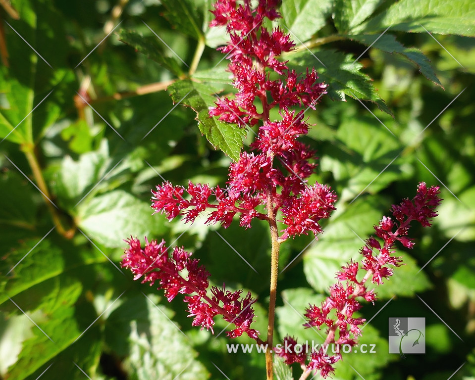 Astilbe (A) ´Glut´