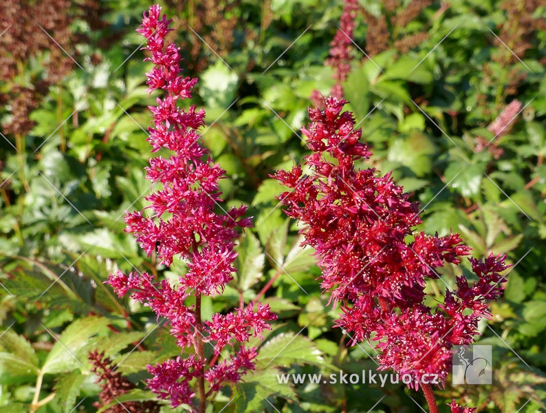Astilbe (A) ´Fanal´