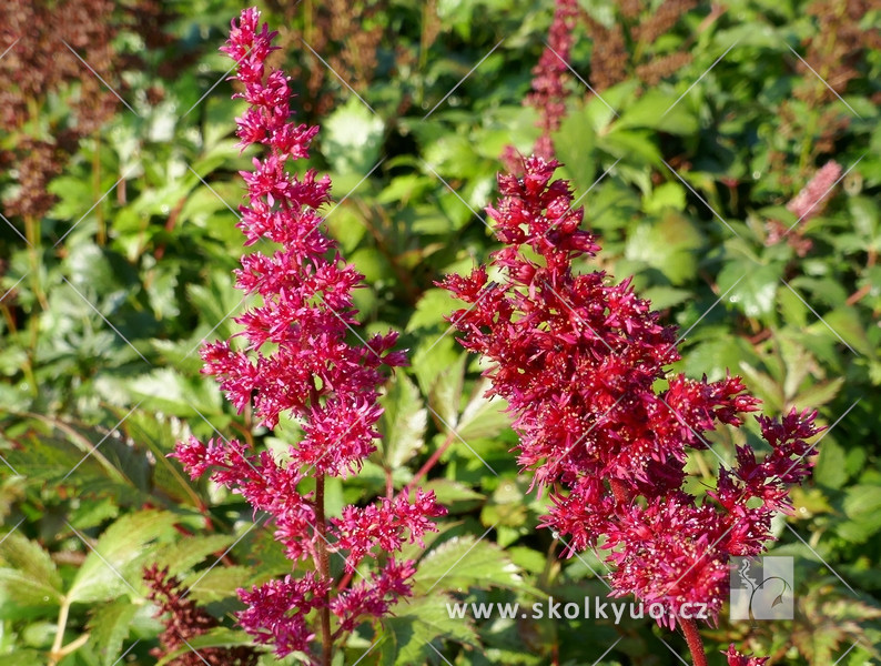 Astilbe arendsii ´Fanal´