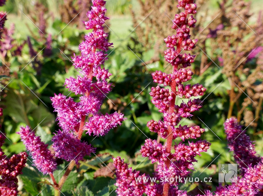 Astilbe chinensis ´Visions in Red´ ®