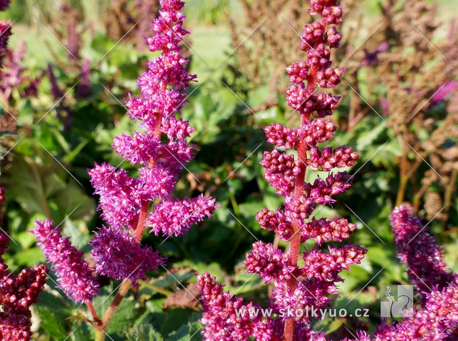 Astilbe chinensis ´Vision in Red´®