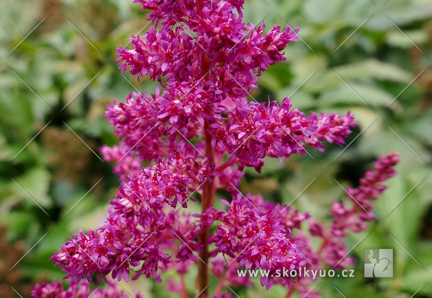 Astilbe japonica ´Elisabeth van Veen´