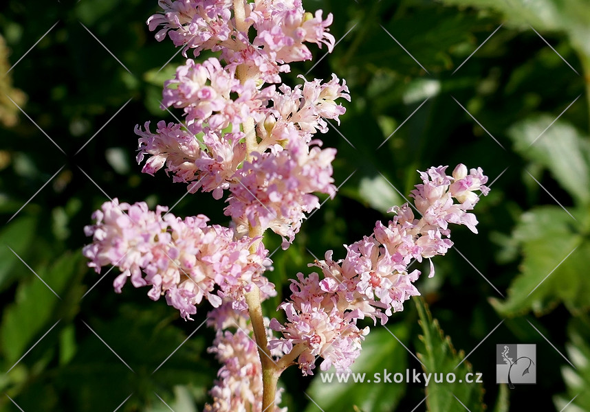 Astilbe japonica ´Europa´