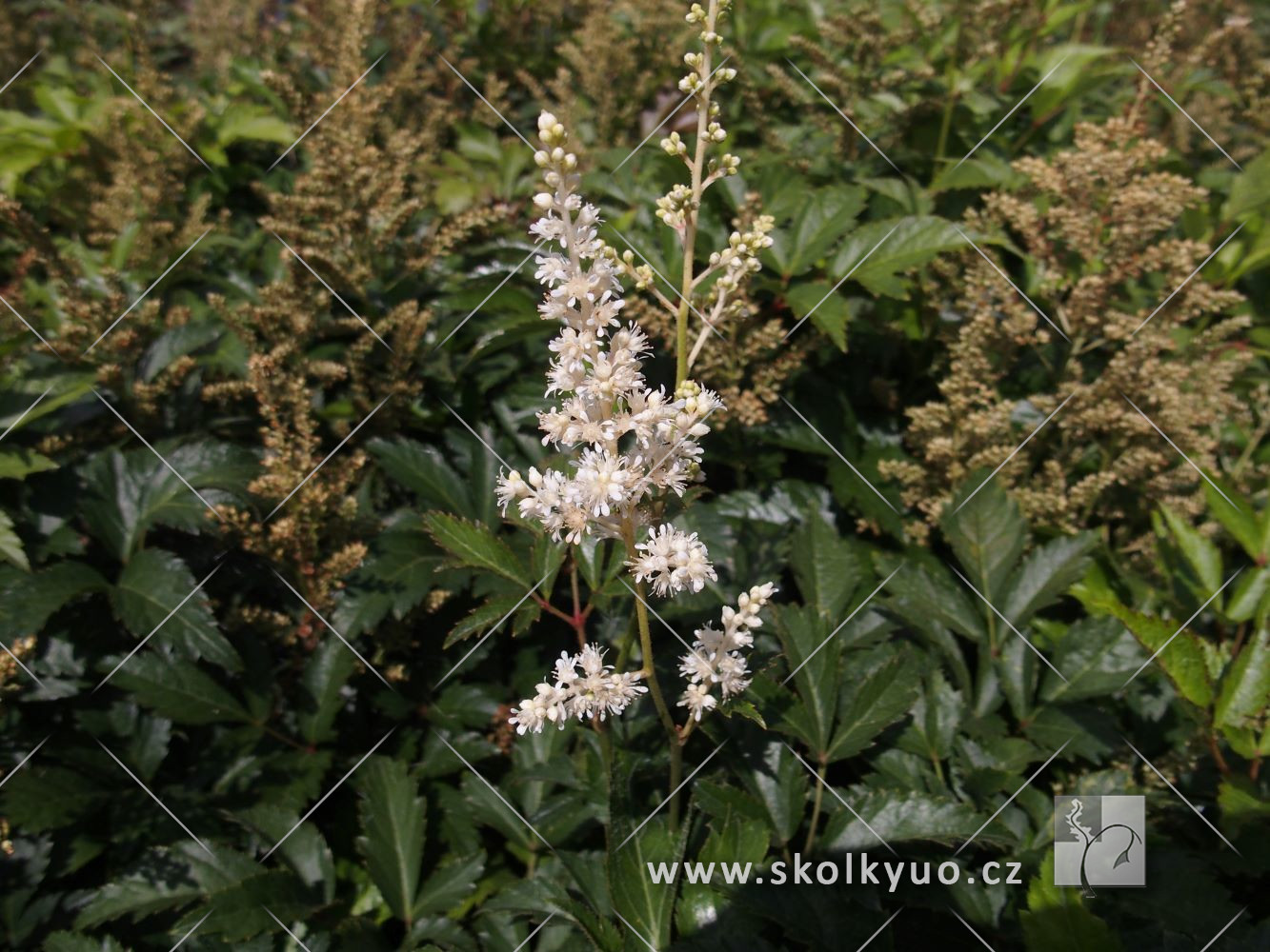 Astilbe japonica ´Deutschland´