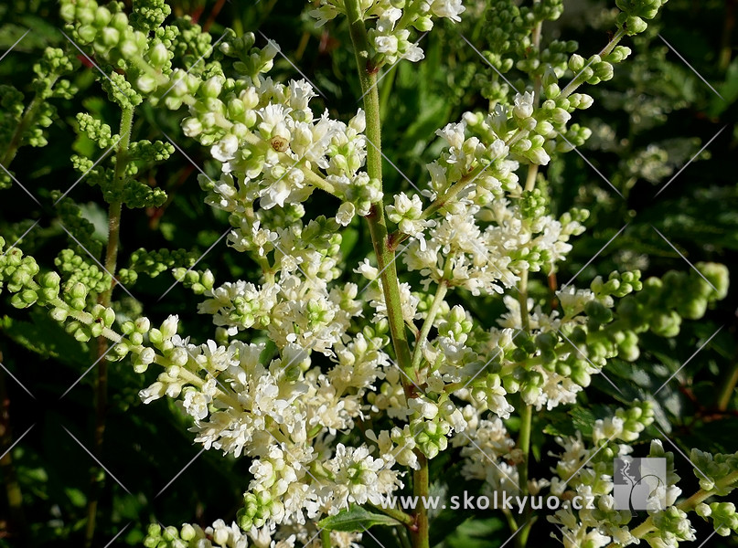 Astilbe x arendsii ´Astary White´