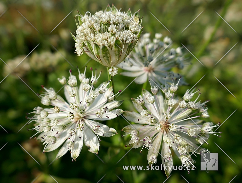 Astrantia major ´Alba´