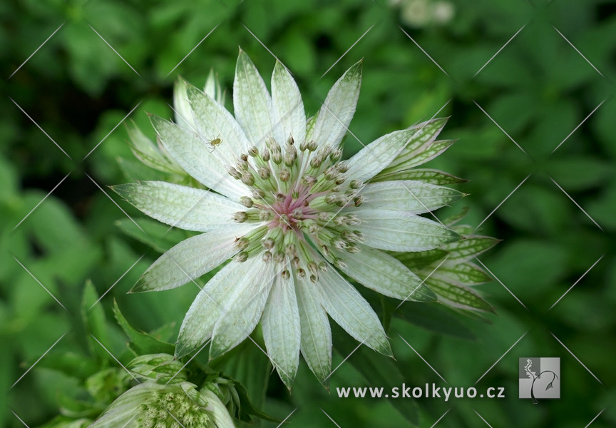 Astrantia major ´Pink Pride´