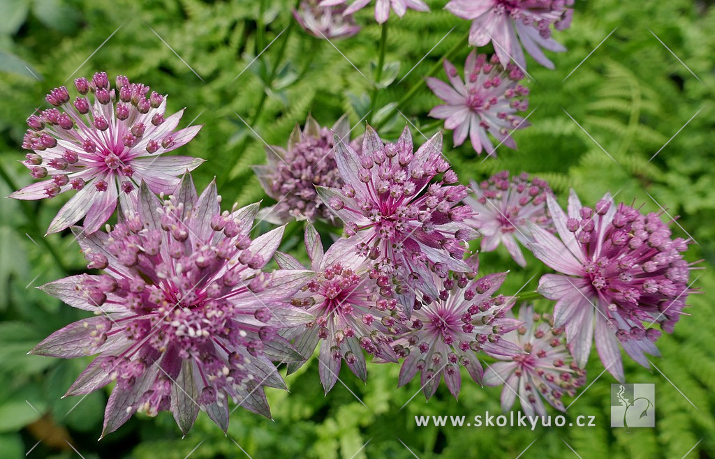 Astrantia major ´Roma´